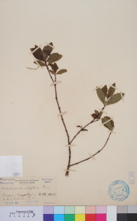Specimen thumbnail